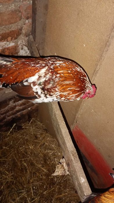 Liliputki ,liliputy koguty