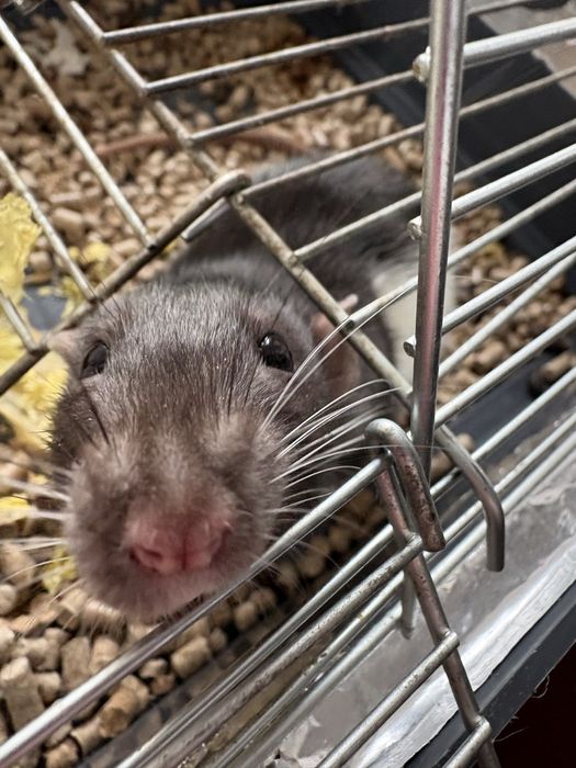 Віддам крисок в добрі руки