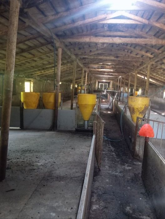 Продам свиноферми