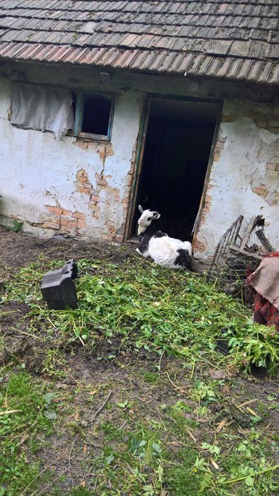 Продам козу. 5-річна коза.