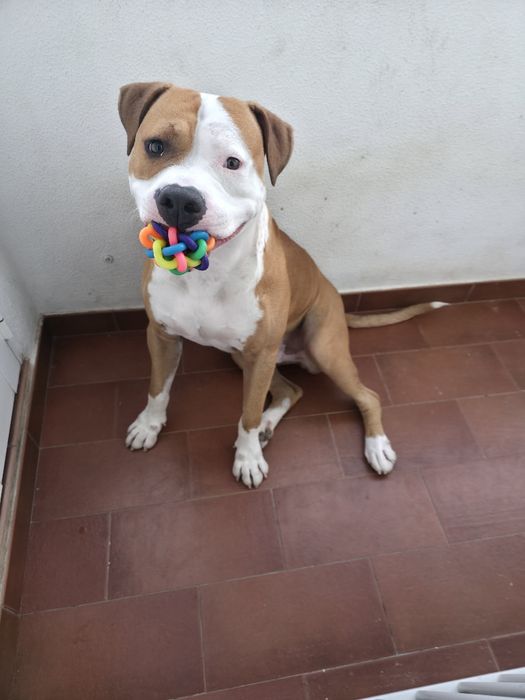 Cão para adoção responsável