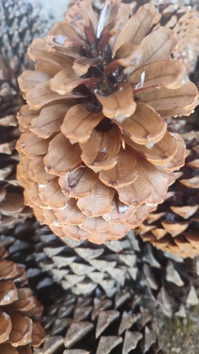 30 Pinhas 5€ / 70 Pinhas 10€