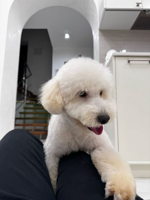 Мальтіпу білий, Ф-1 Стандарт