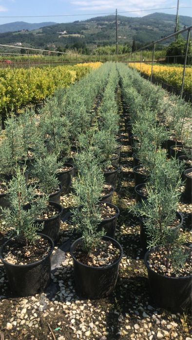 Продам кипарис Аризонский Италия