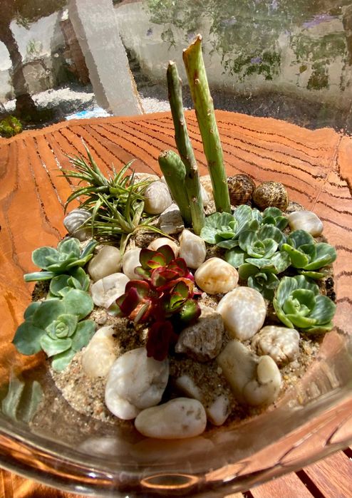 Terrário de plantas suculentas naturais em garrafão de vidro