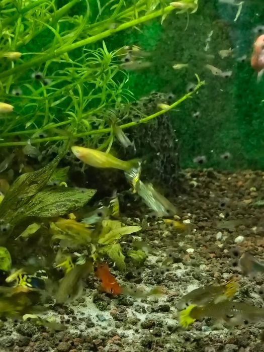 Gupik dorosły samiec i samica