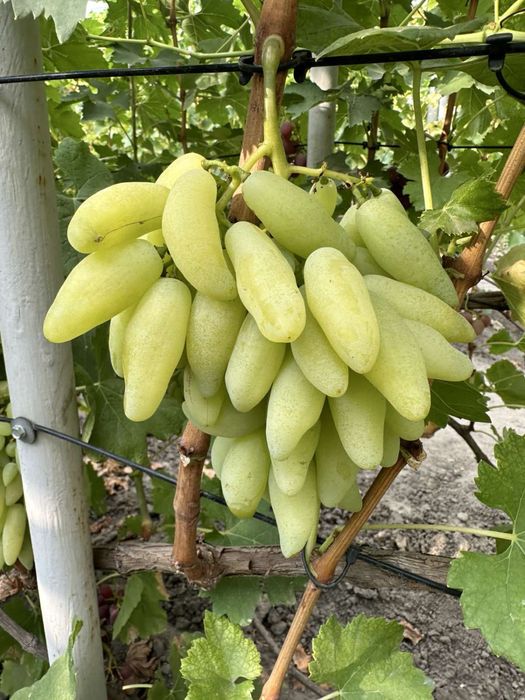 Чубуки , черенки, живці ,винограду