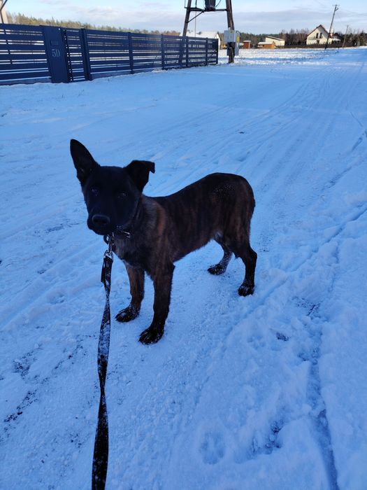 Owczarek Holenderski