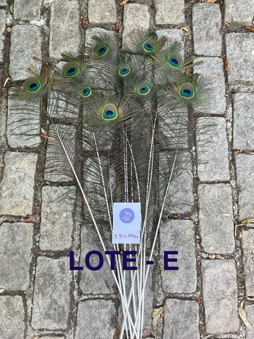 Pavão, penas para decoração
