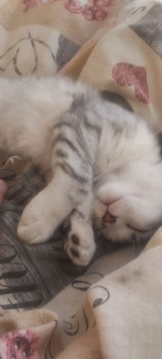 Відам котят в добрі руки
