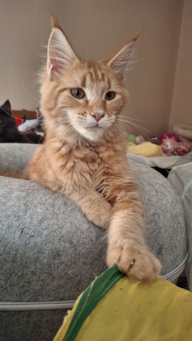 Ruda koteczka Inez z rodowodem