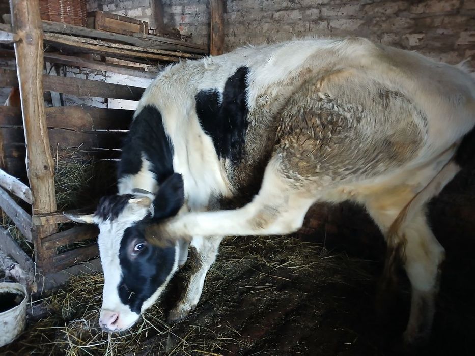 Продам корову  молоду