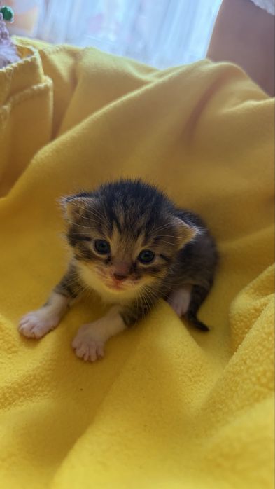 Котики в добрі руки