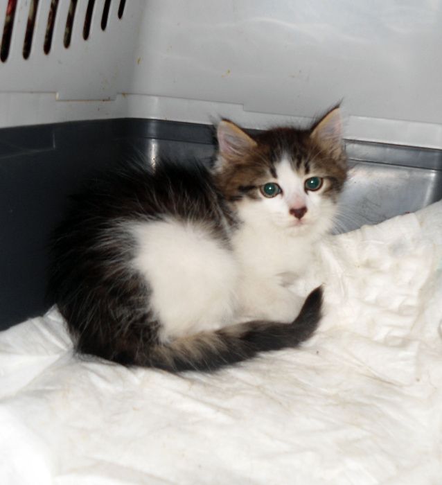 Котик Орфей, метис сфинкс-браш и мейн-кун-сибиряка