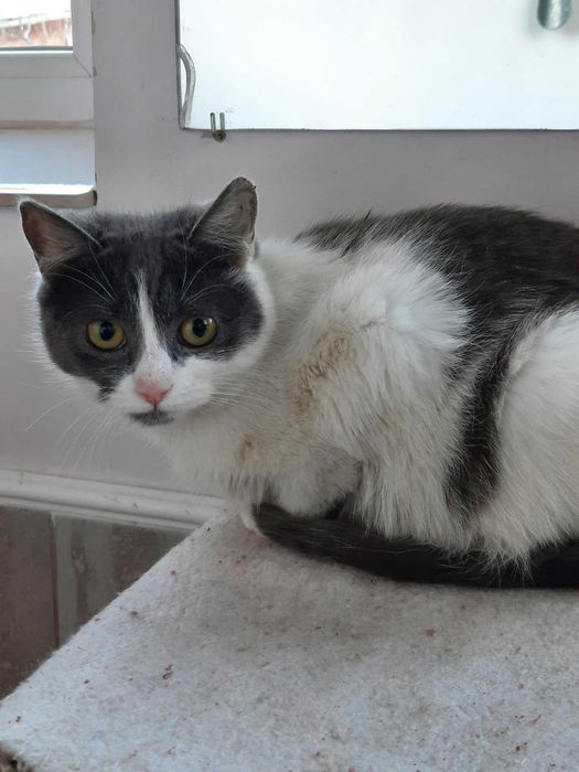 Віддам кошенят у добрі руки