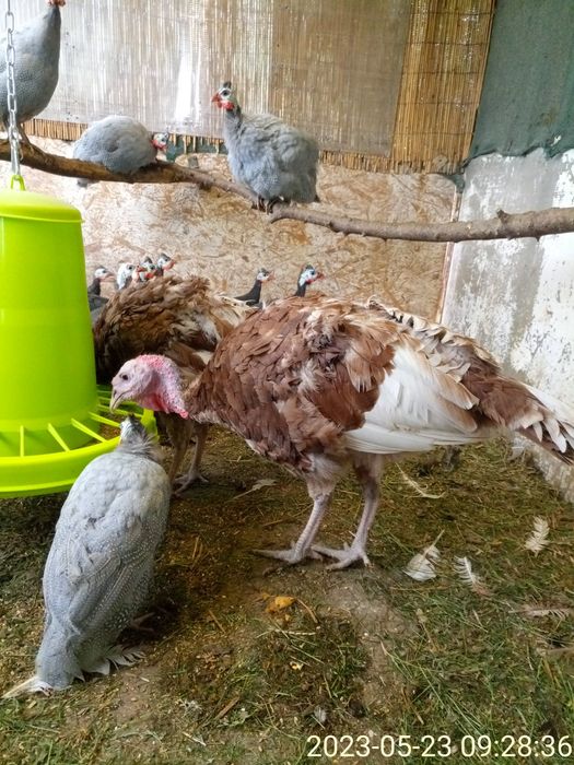 Породистые  индюки.Самцы и самки на племя.