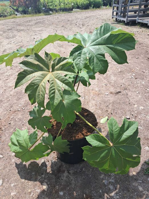 Drzewo papierowe TETRAPANAX
