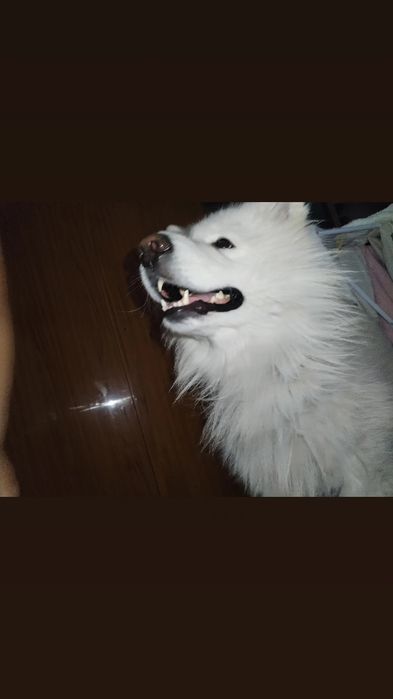 Samojed 3 l samiec