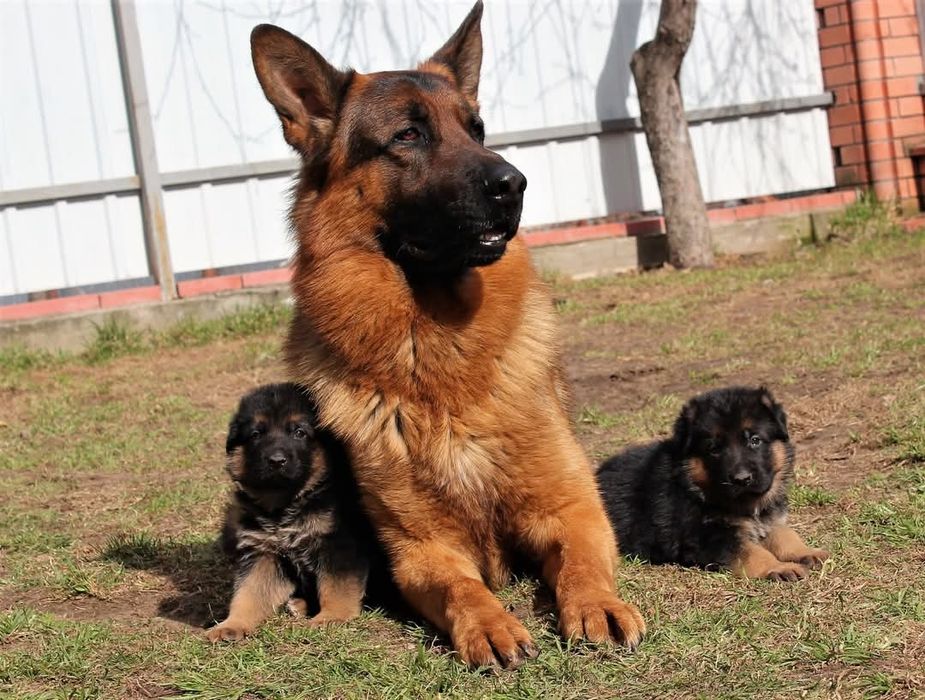 Кобель німецької вівчарки стандарт