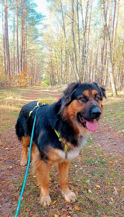 Oddam za darmo Owczarek Niemiecki