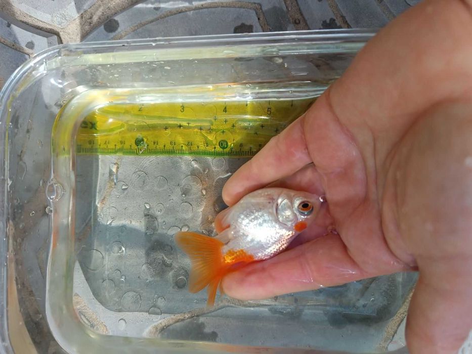 Аквариумна рибка  гуппі, меченосець, золоті. Пересилаю