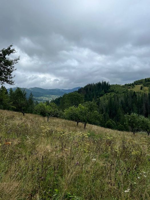 Земля Карпати Микуличин 25 сот біля потічка, будівництво,норм дорога