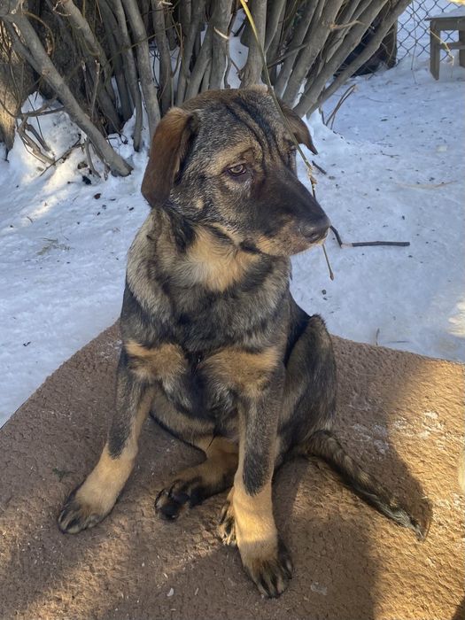 Прилаштовуються цуцики