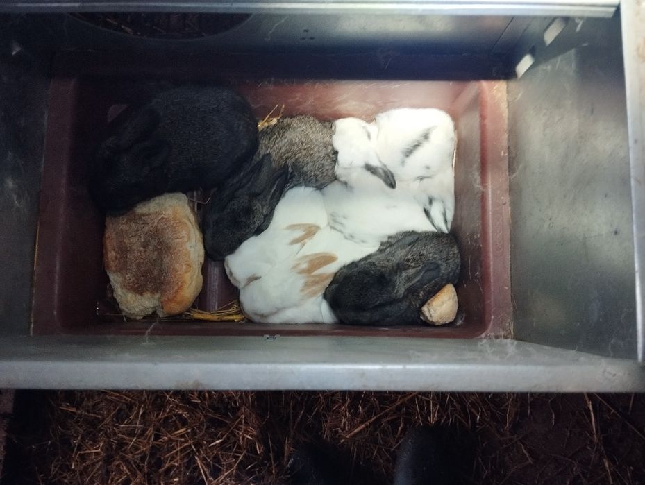 Vendo coelhos para fazer criação ou para consumo