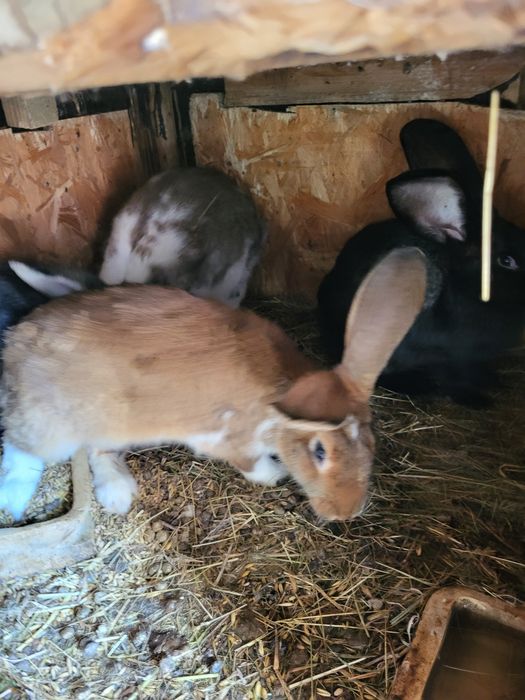 Króliki kalifornijskie burgundy barany francuskie srokacze i mieszańce