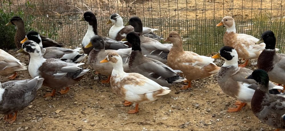 Patos Mignon  Palmela/Setubal