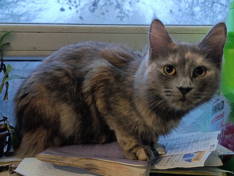 Кішка мейнкун, 1рік 3міс,стерилізована