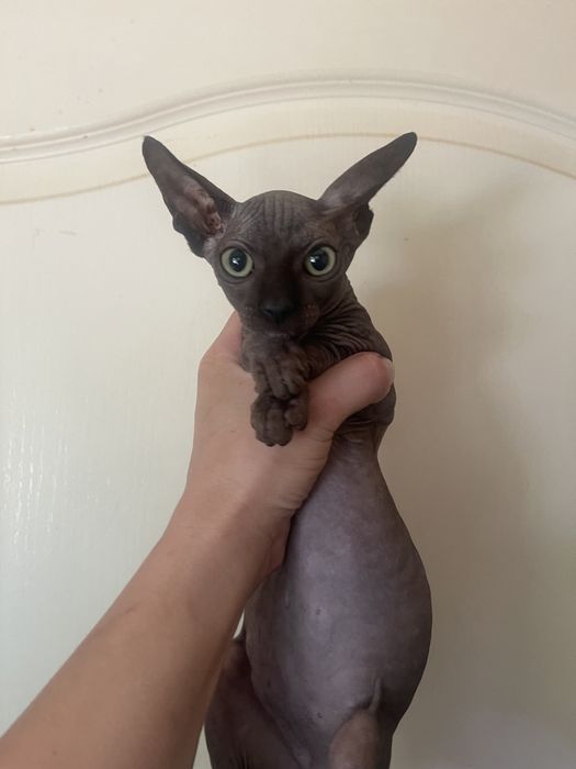 Красунчик чорний сфінкс