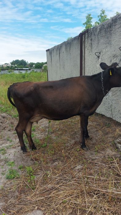 Продам Джерсейську молоду корову.