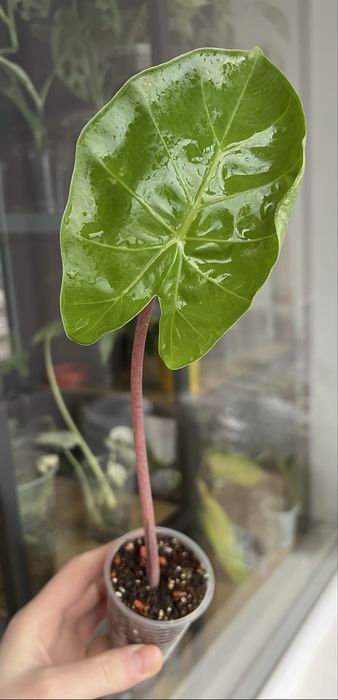 Блек Джек (Циртосперма)