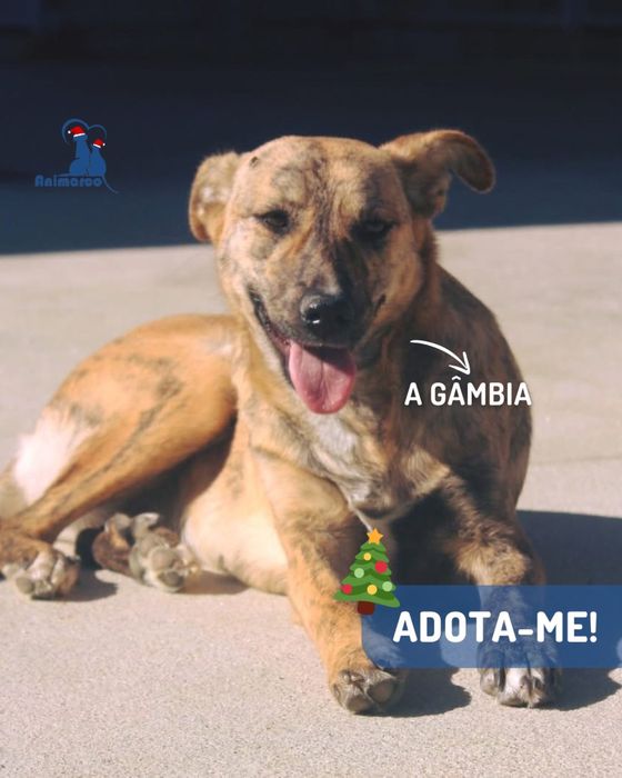 Gambia - cadela jovem de porte medio