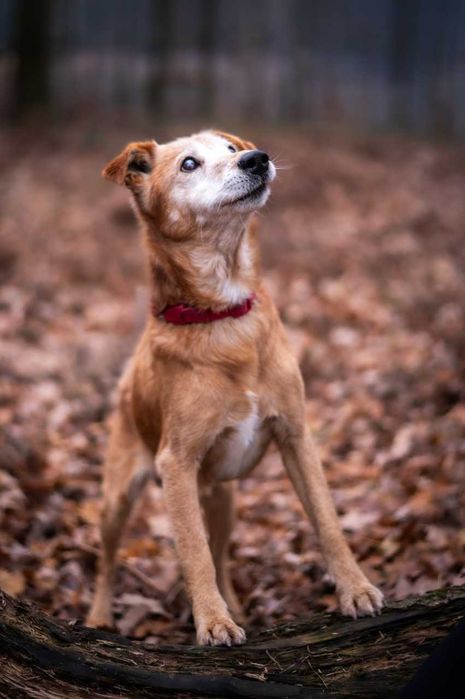 Winne - pies który ciągle się uśmiecha ADOPCJA