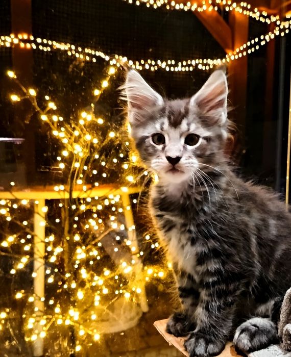 Kocurek Lorenzo rasy Maine Coon - REZERWACJA