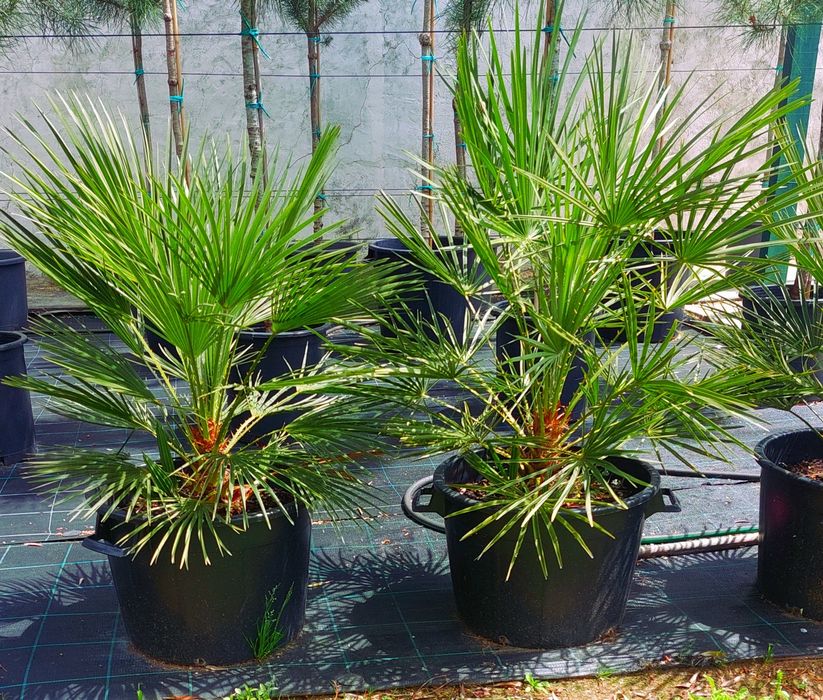 Palmeiras leque anãs