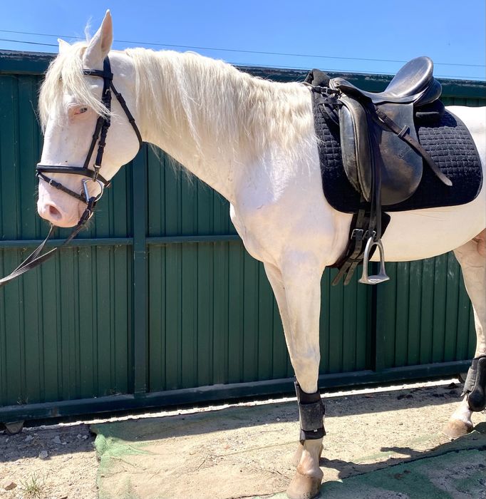 Cavalo letra G inteiro manso