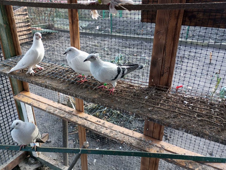 gołebie żałobniki