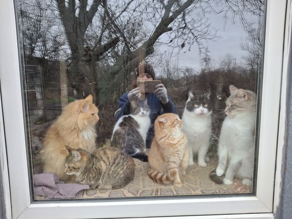 Котята подростки ищут себе семью.