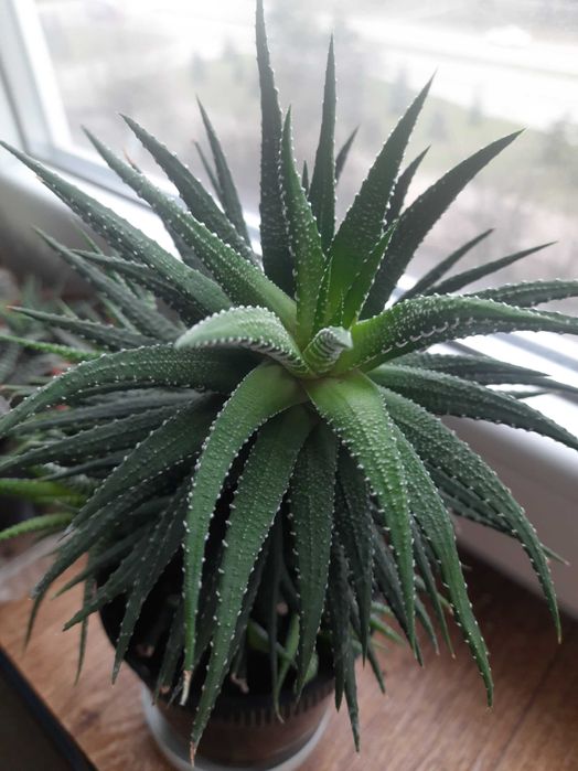 Хавортия полосатая