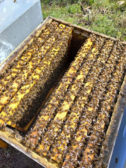 Vendo Enxames de Abelhas - Núcleos 5 quadros (Colmeia Langstroth)