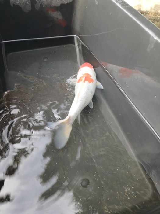 Carpa koi 35/40 cm
