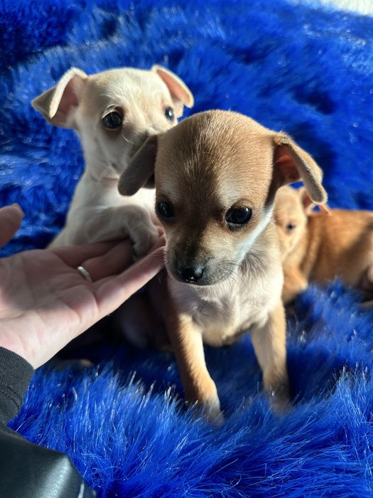 Цуценята той терʼєр