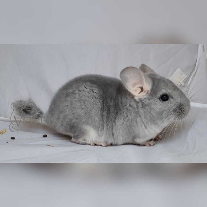 Szynszyla szynszyl samica blue diamond niebieski diament unikatowa