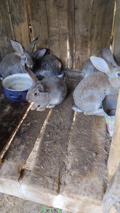 Продаються Кролики