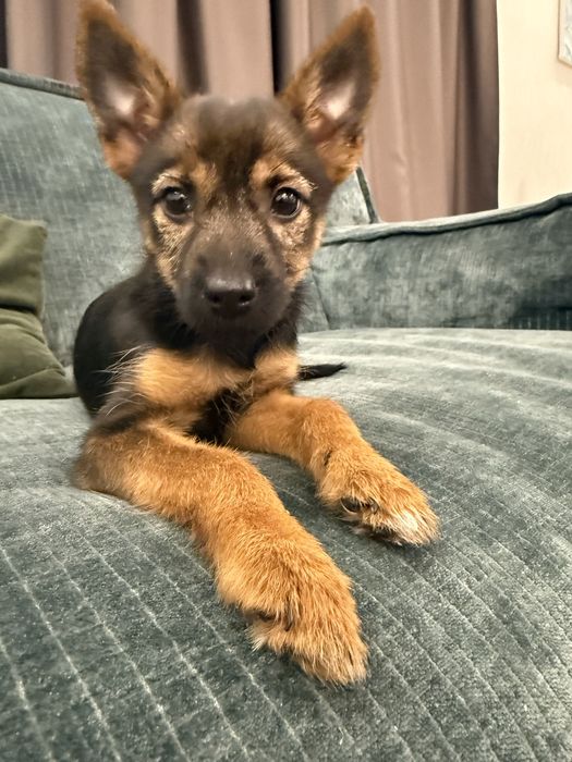 Безкоштовно віддам щеня