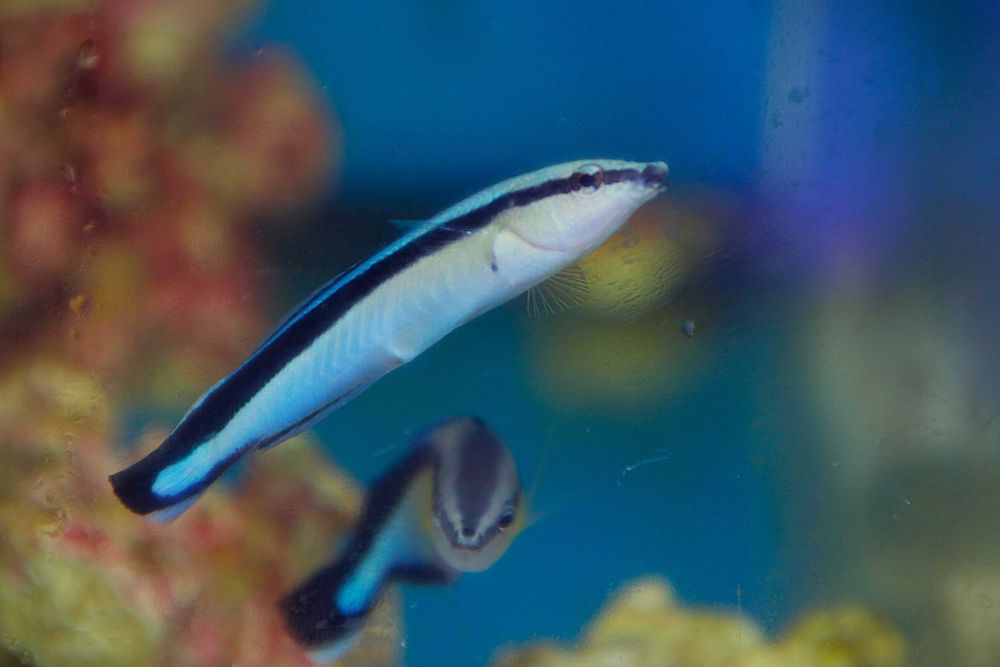 Labroides dimidiatus,  morskie