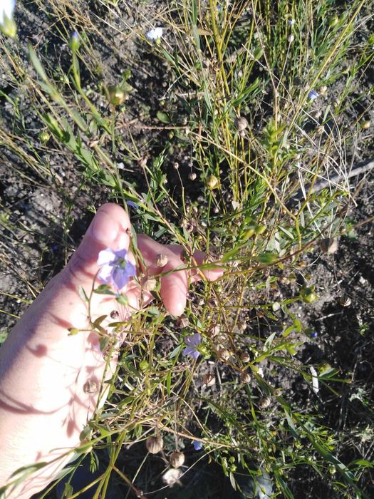 Promocja Olej tłoczony z naszego siewu